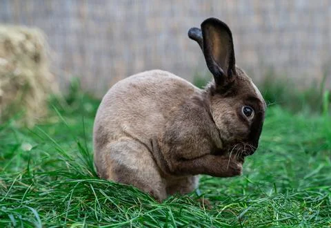 Rex castor rabbit- medium sized rabbit sits on green grass on sunny day Stock Photos