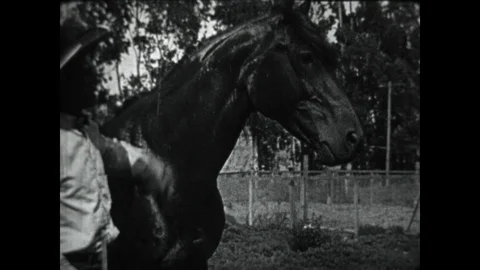 Rex Horse Stock Footage 86914976