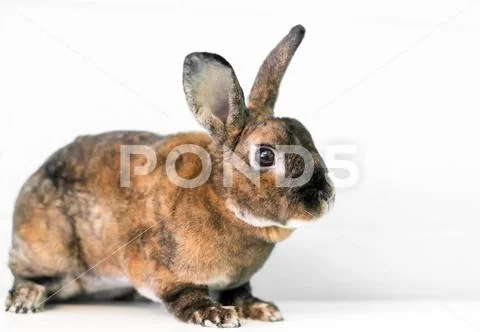 A Rex mixed breed domestic pet rabbit with tortoiseshell markings Stock Photos