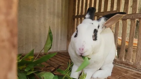 Rex Rabbit Breed White Stock Footage 302002283