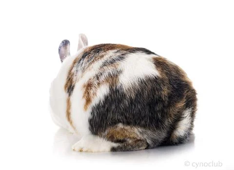 Rex rabbit in studio Stock Photos