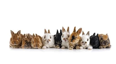 Rex rabbits in studio Stock Photos