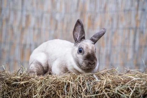 Rex siamese medium rabbit sitting on a hay before Easter Stock Photos