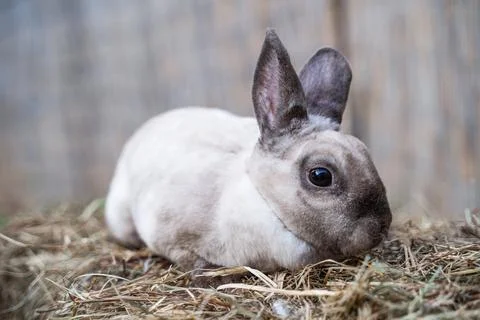 Rex siamese medium rabbit sitting on a hay before Easter Stock Photos