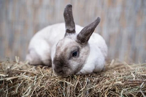 Rex siamese medium rabbit sitting on a hay before Easter Stock Photos