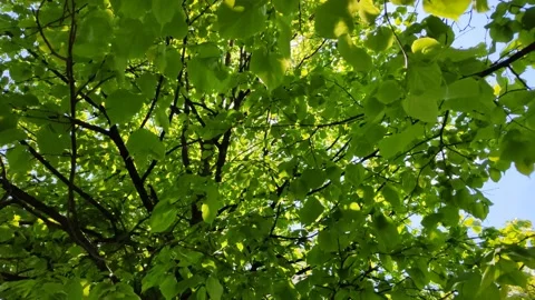 Reyes of the sun break through the foliage of the trees 库存影片 197374046