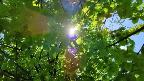Reyes of sun break through foliage of trees. Leaves of tree sway in wind Stock Footage 200400322