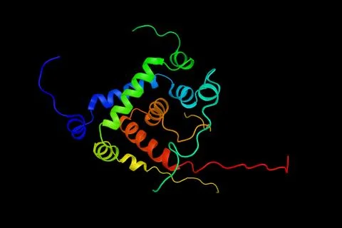 RFXAP, a protein which has a central role in development and control of the.. Illustration