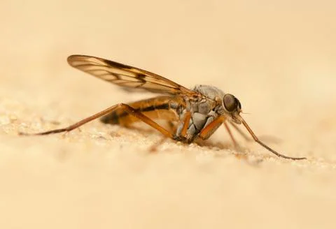 Rhagio Stock Photos
