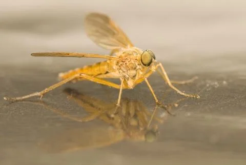 Rhagio tringarius Stock Photos