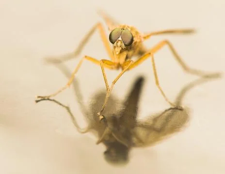 Rhagio tringarius Stock Photos