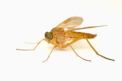 Rhagio tringarius Stock Photos