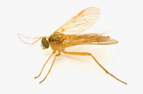 Rhagio tringarius Stock Photos