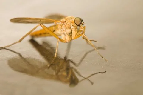 Rhagio tringarius Stock Photos