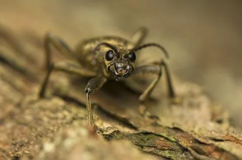 Rhagium modrax Stock Photos