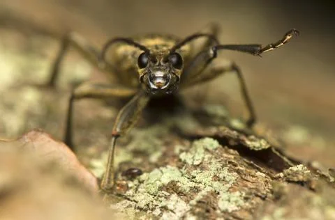 Rhagium modrax Stock Photos