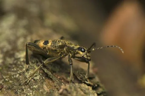 Rhagium modrax Stock Photos