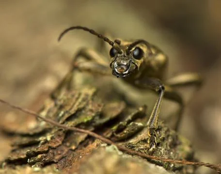 Rhagium modrax Foto stock