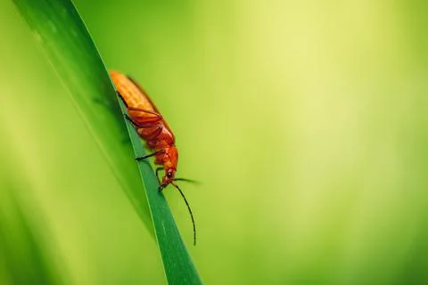 Rhagonycha fulva, the common red soldier beetle on a leaf of grass. Macro sho Stock Photos