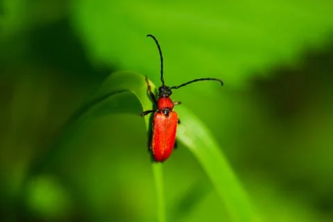 Rhagonycha fulva Stock Photos