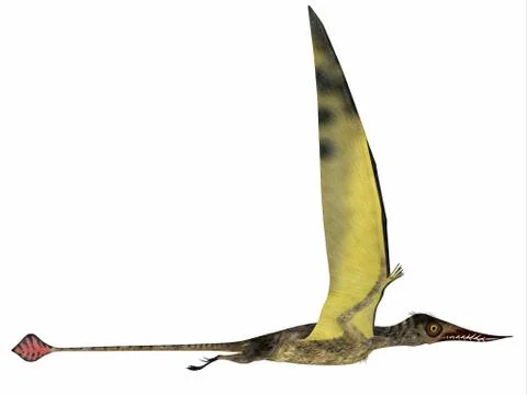 Rhamphorhynchus in Flight Stock Illustration