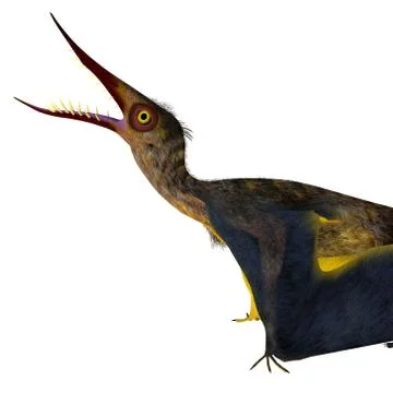 Rhamphorhynchus Pterosaur Head Stock Illustration