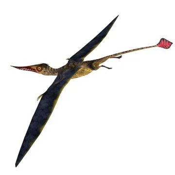 Rhamphorhynchus Pterosaur Tail Stock Illustration