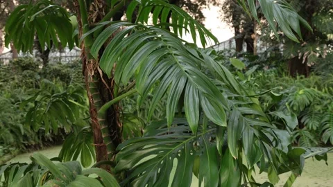 Rhaphidophora decursiva Video stock 266089826
