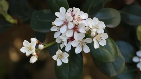 Rhaphiolepis indica Stock Footage 270878109