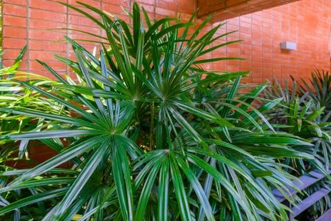 Rhapis excelsa background. Stock Photos