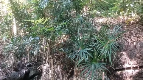 Rhapis Excelsa Palm in the Wild 库存影片 333152180