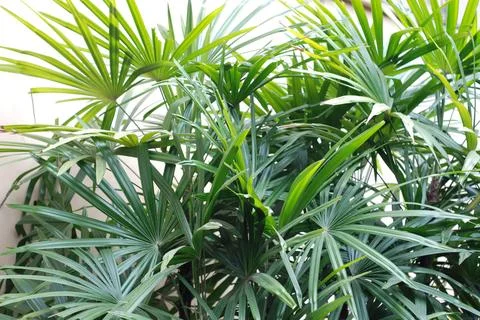 Rhapis excelsa Stock Photos
