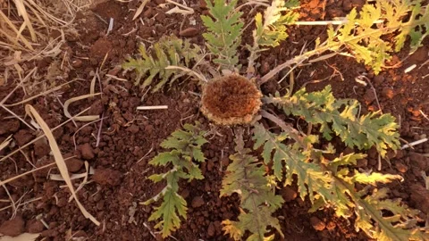 The Rhaponticum Acaule flower 動画素材 243788683