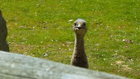Rhea approaching camera and staring at it Stock Footage 114441833