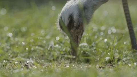 Rhea bird eating corn 動画素材 95980238