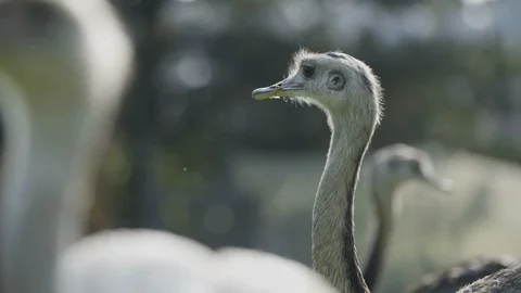 Rhea Bird 動画素材 95980259