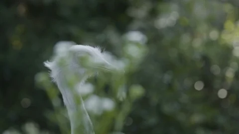 Rhea bird head shot Vídeo Stock 95980331