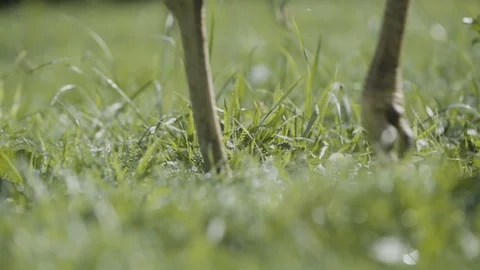 Rhea bird legs Video stock 95980289