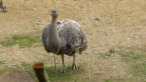 Rhea bird on a meadow	 Stock Footage 271504874