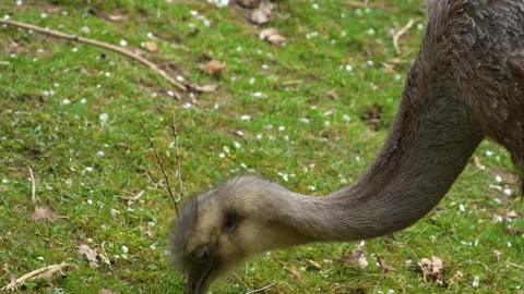 Rhea bird on a meadow	 Stock Footage 271505111