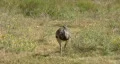 Rhea bird walking tracking HD HD Footage