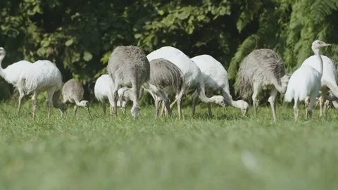 Rhea birds Stock Footage 95977665