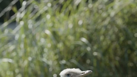 Rhea drinking water 스톡 동영상 95977659