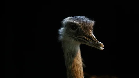 Rhea - Ema - Dark background Stockbeeldmateriaal 121570274