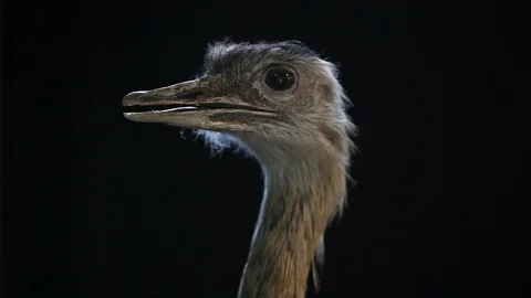 Rhea - Ema - Dark background 库存影片 121570426