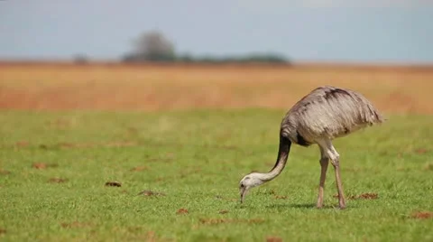 Rhea Stock Footage 21942421