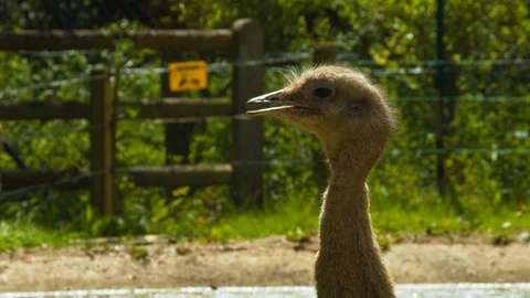 Rhea head (Close up) Stock Footage 114209338