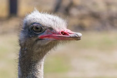 Rhea head close up Stock Photos