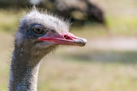 Rhea head close up Stock Photos