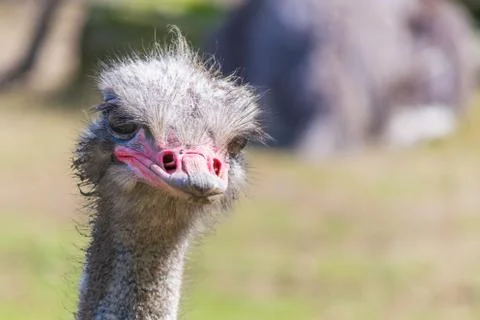 Rhea head close up Stock Photos